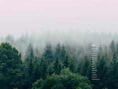 2021 forest 월간+주간