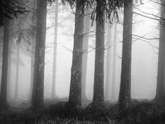 - Passenger profile -