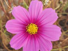 꽃의 죽음 外. IF 체인지(연인 편/오이카와 토오루 上)