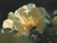 [신메이] 迎春花 :: 봄을 알리는 꽃