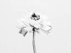 落花流水_프로필.