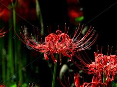 [로른] 상사화(相思花)가 피는 밤