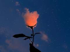 만약 자캐를 소설처럼 묘사한다면