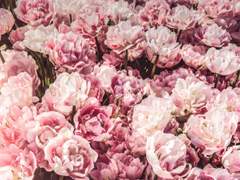 [고죠유지] 임신한 이타도리가 납치당했는데 지발로 도망간줄 알고 빡친 고죠 보고싶다