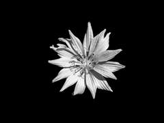 탐정을 위한 애도