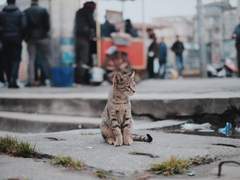 [와찬] 홍냥이썰