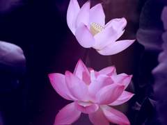 [희신강징] 애상(哀傷) 43 (完)