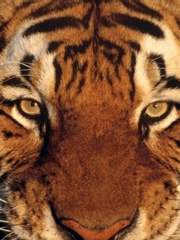 [순훈]호랑이 신부