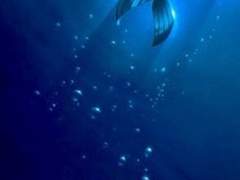 안녕, 나의 인어 (完)