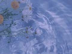 나의 솔라에게.