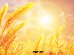 로빈ㅣ불명ㅣXYㅣ인간