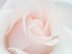 KISS 합작 모집 공고