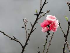 상현인[殤賢人]