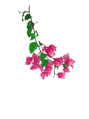 선량의 꽃그림 에세이, 아무튼 꽃