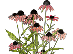 1. 영원한 행복, 에키네시아