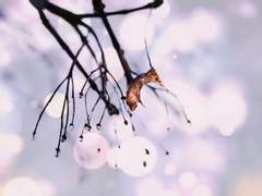 [하이큐 드림 / 미야 아츠무] 그 애, 그 가스나 (上)