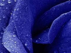 시안 S. 로즈홀드