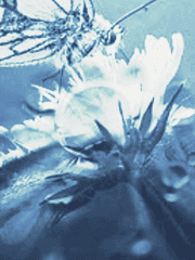 Rafaela Amadeus | Eve R A Parvaneh