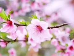 열 여섯과 복숭아나무