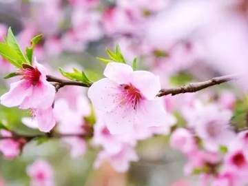 열 여섯과 복숭아나무