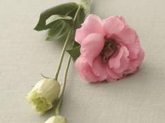 Chapter 1. Lisianthus 리시안셔스_3화