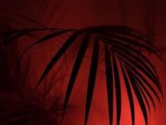 밤을 보는 눈- 그 후 이야기 2화