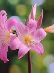 사가라 카야토모