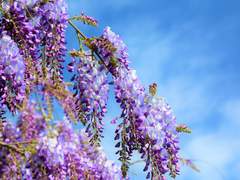 Floria C. Delia 프로필