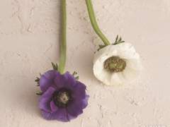 Chapter 2. Anemone 아네모네_8화