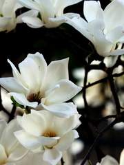 막내 딸의 소원