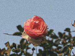 新世界呼 _月 青鸟