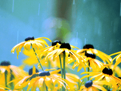 친애하는 방랑자에게