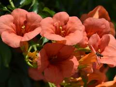 검은 별 2. 능소화