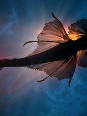 휘황찬란한 머메이드