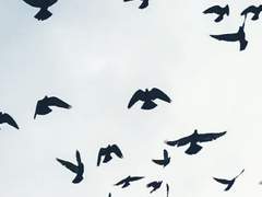 네가 자는 동안 안온한 밤을 이루기를