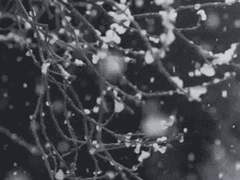 겨울 사주*타로 커미션