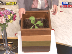 [사쿠니노] 60일 배추 관찰일지 A