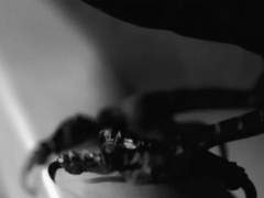 멸망의 길을 걷는다 하더라도.