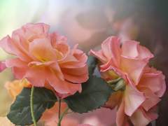 주인을 져버린 개.