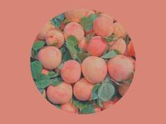 빛 좋은 꿀살구 2