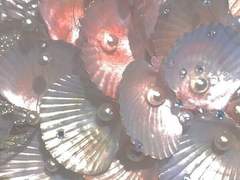 Fatalité Basiom Illecebra