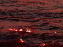 To. 하르페 비타