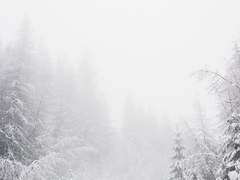 고양이를 잃은 Y에게