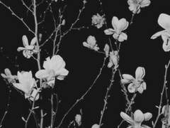 뭣 같으면 죽여보시던가