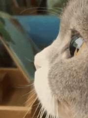 고도로 발달한 사랑은 개그와 구별할 수 없다