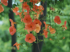 담장 밑 꽃 한 송이