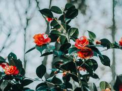 히데모토 츠바키_18