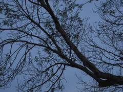 [답초/연만] 意中之人 의중지인