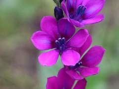 Chapter 3. Babiana 바비아나_13화