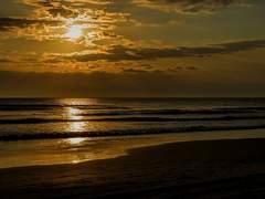 복수초 한 송이와 해변가 그 길을 거닐며